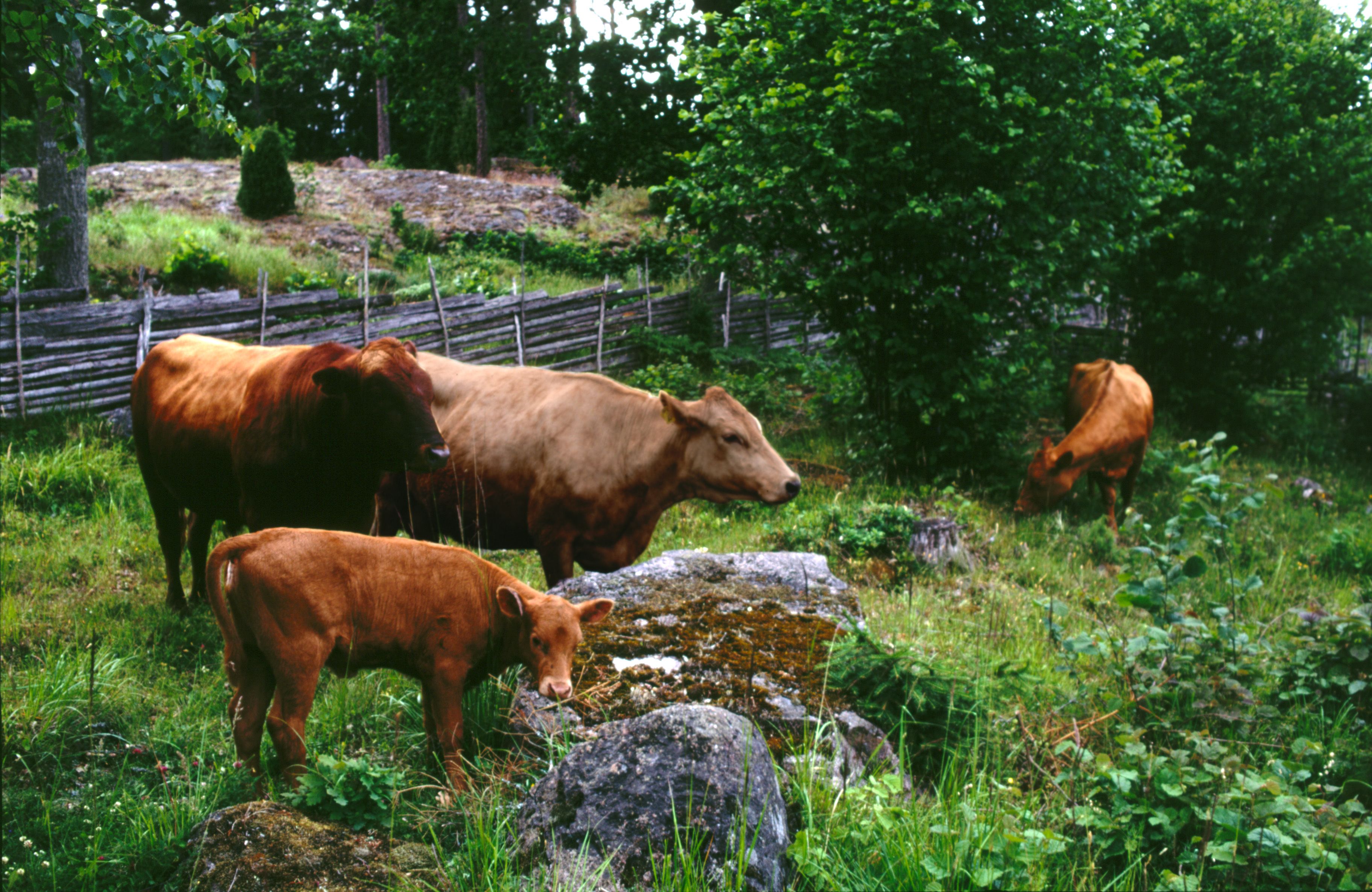 Kor och kalv betar i en grön hage med träd och trästaket i bakgrunden