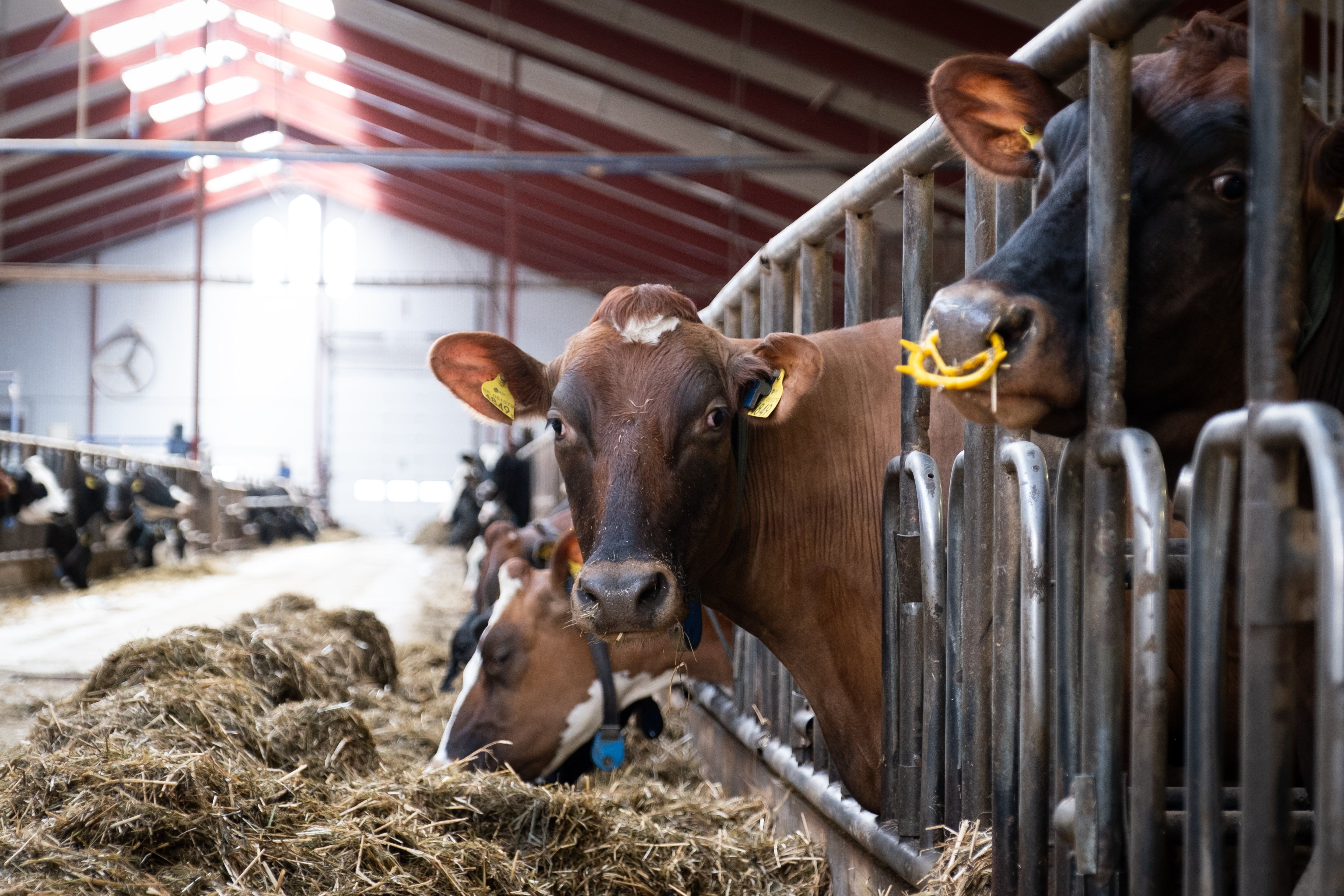Norra Ljunga mjölk spjutspetskandidat