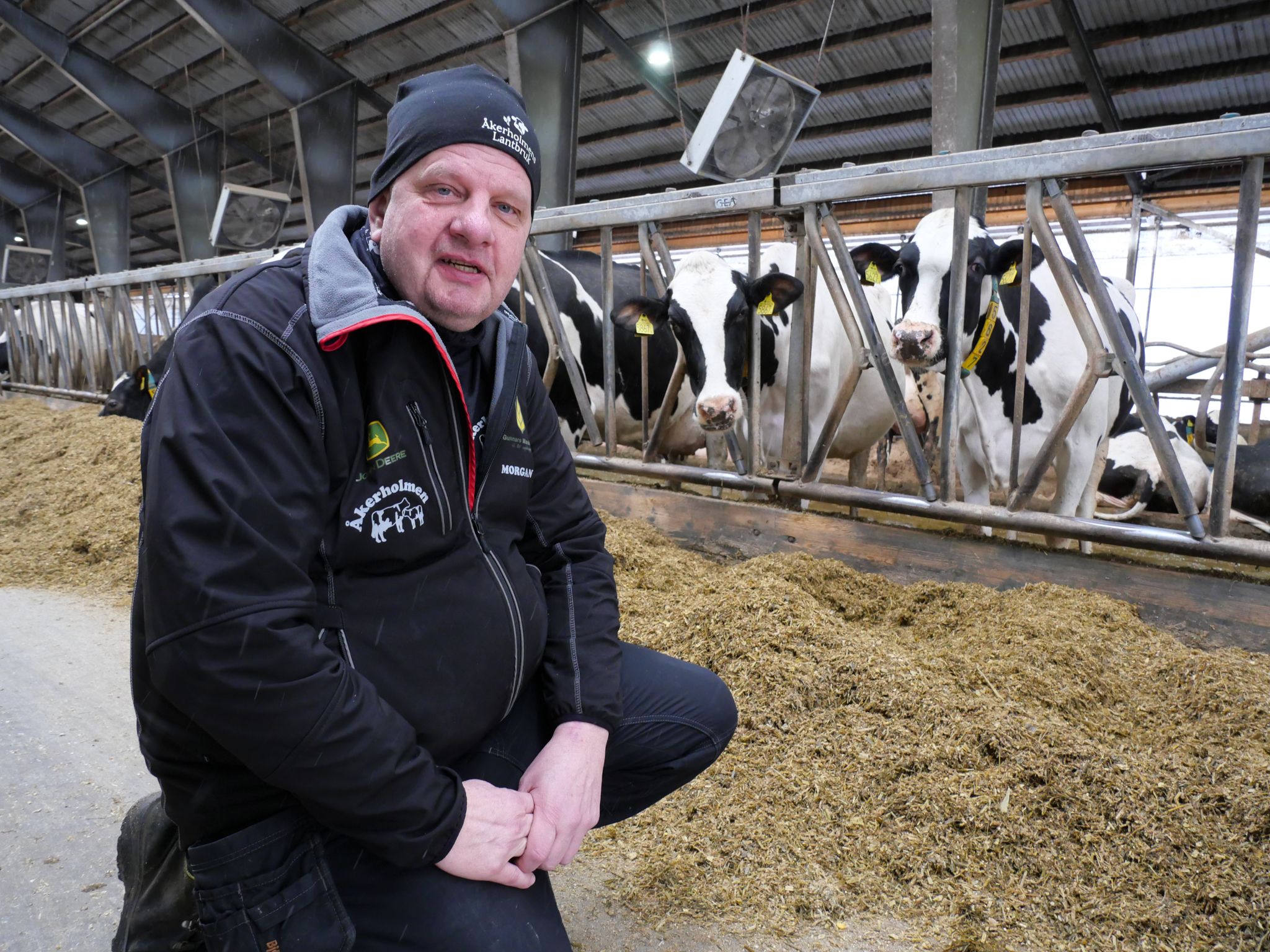 Man i ladugård knäböjer framför kor som äter foder vid foderbordet