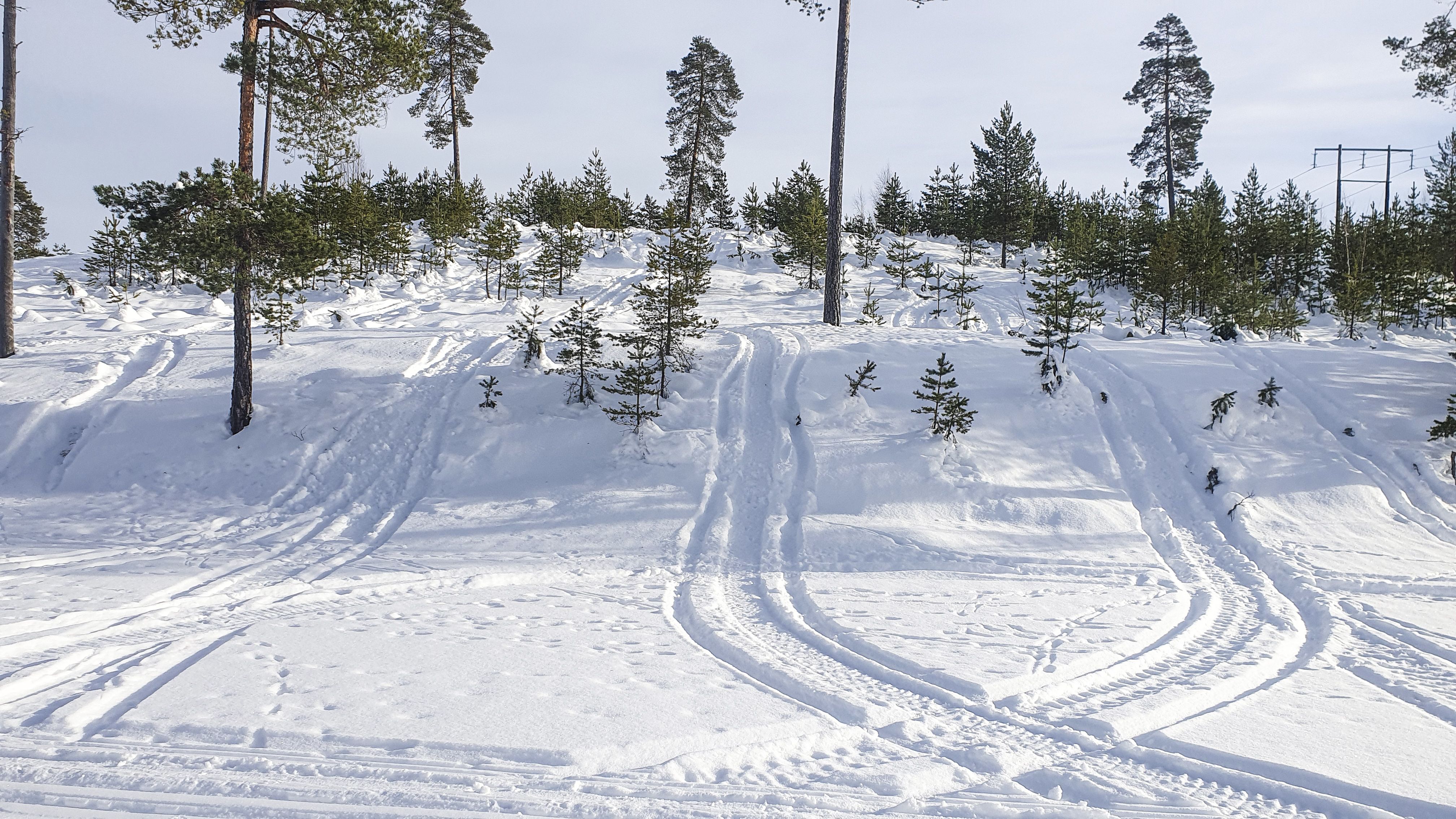 Snötäckt sluttning i skogen med flera skoterspår.