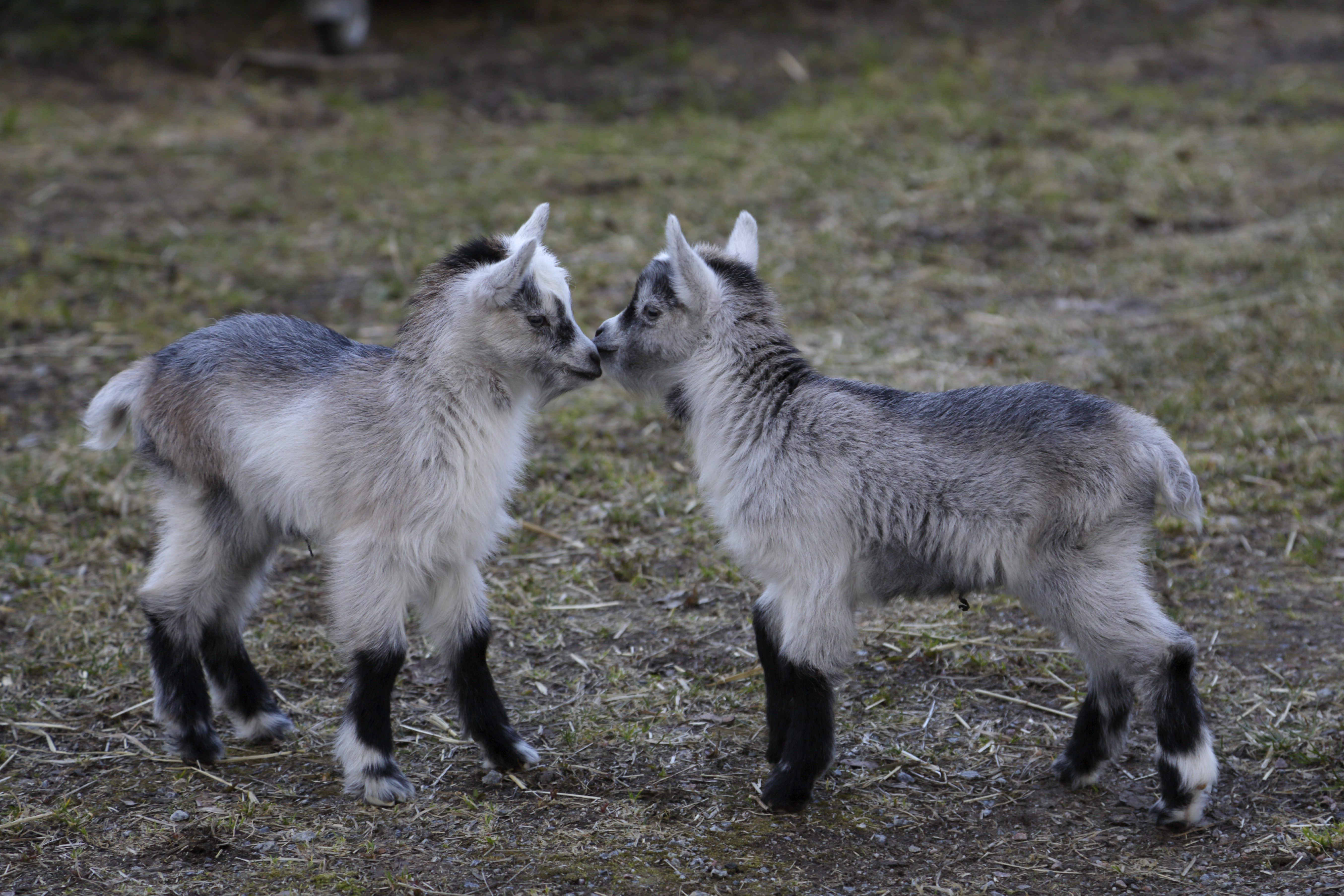 Killingar, Uppland
Foto: Mats Wilhelm / Naturfotograferna / IBL Bildbyrå.