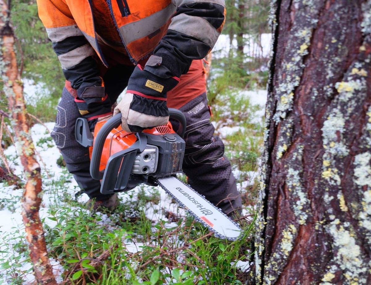 Person med motorsåg som fäller ett träd i en snötäckt skog