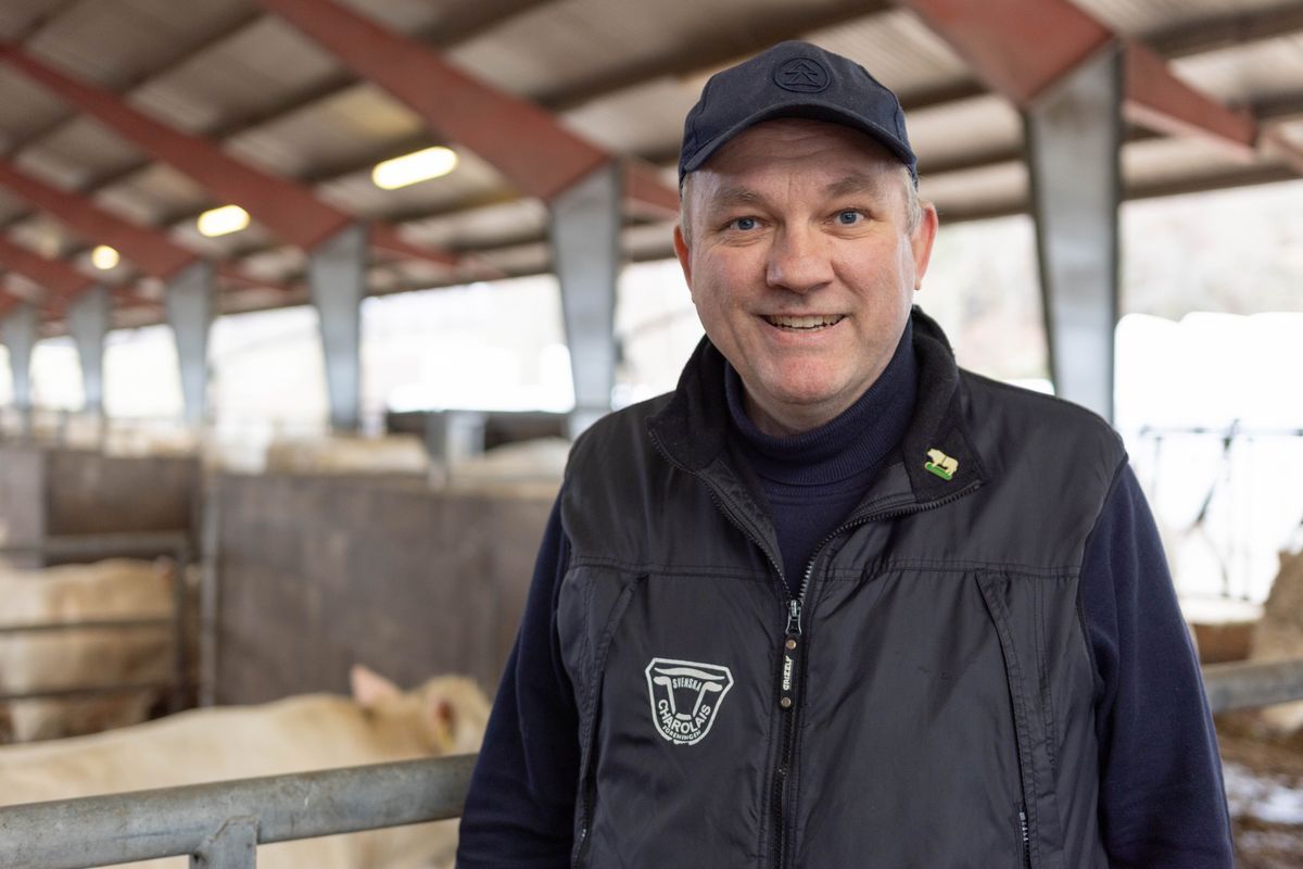 Leende man med keps i ladugård med kor i bakgrunden