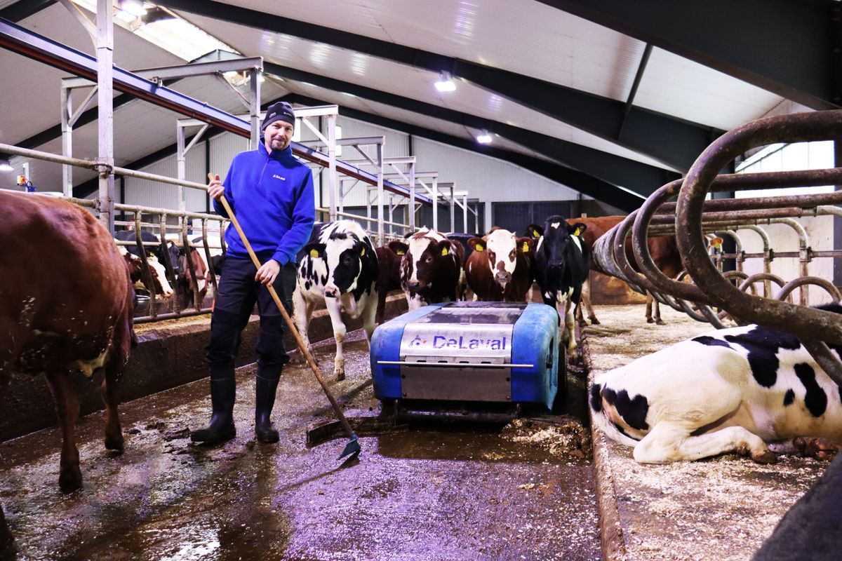 Lantbrukare i ladugård skrapar golv bredvid automatisk gödselskrapa och kor