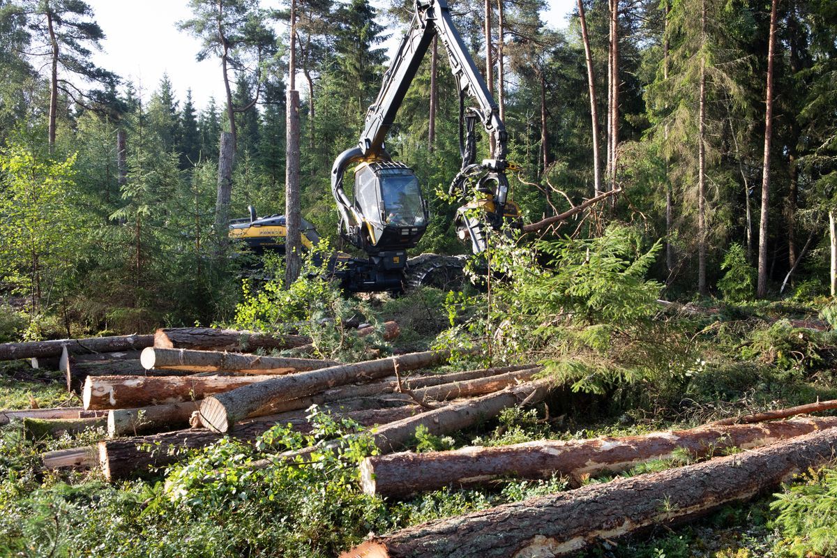 Skogsmaskin som avverkar träd i en tät barrskog med fällda stockar på marken