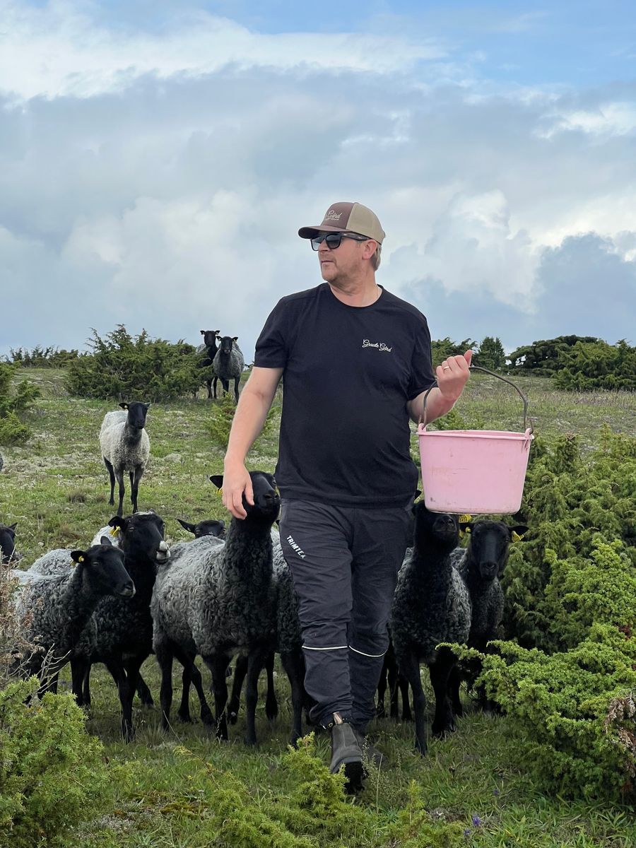 Man går över äng med rosa hink, omgiven av svarta och grå får.