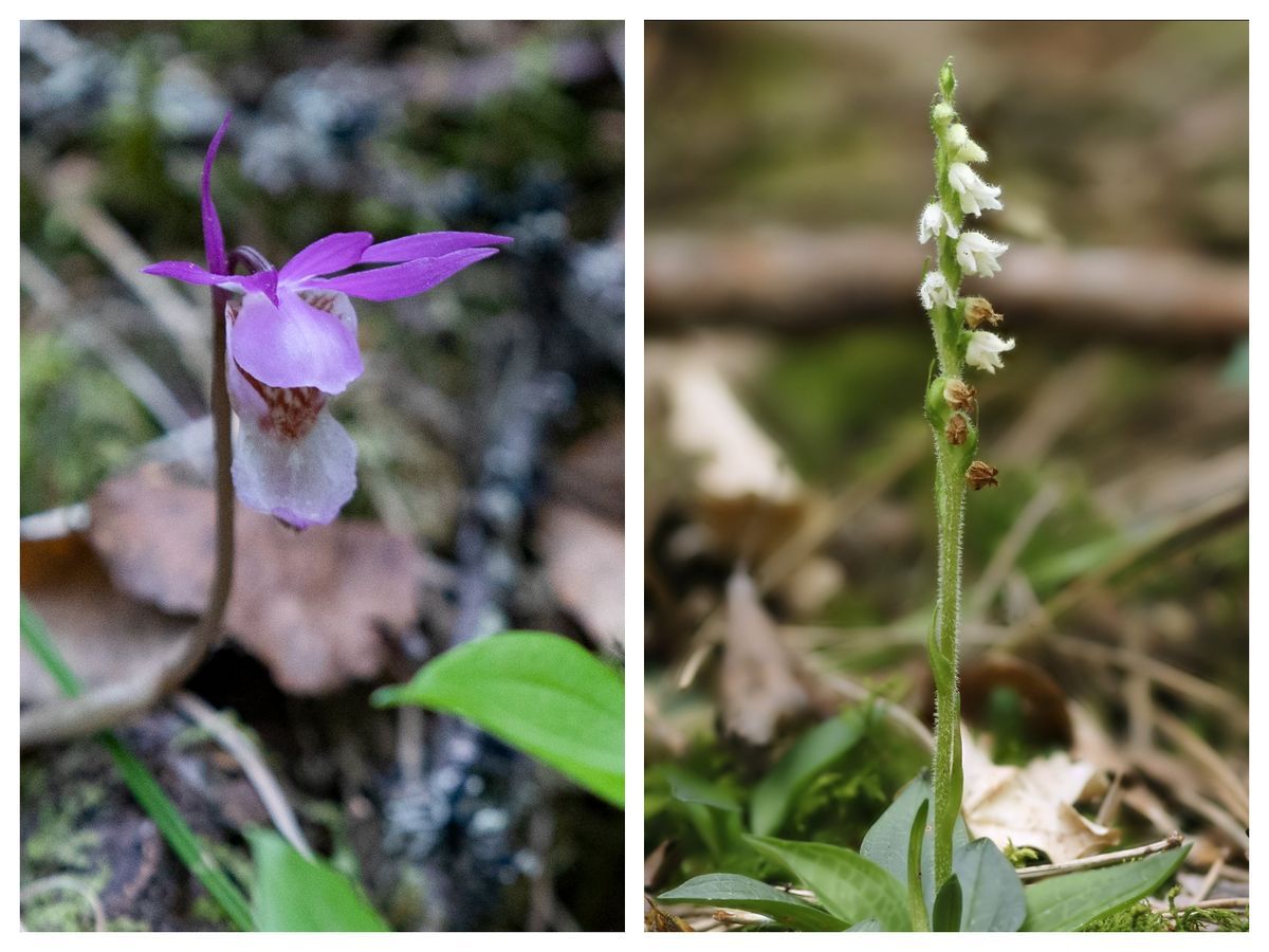 Två skogsblommor: en lila orkidélik blomma och en vit blomspira på mossig mark