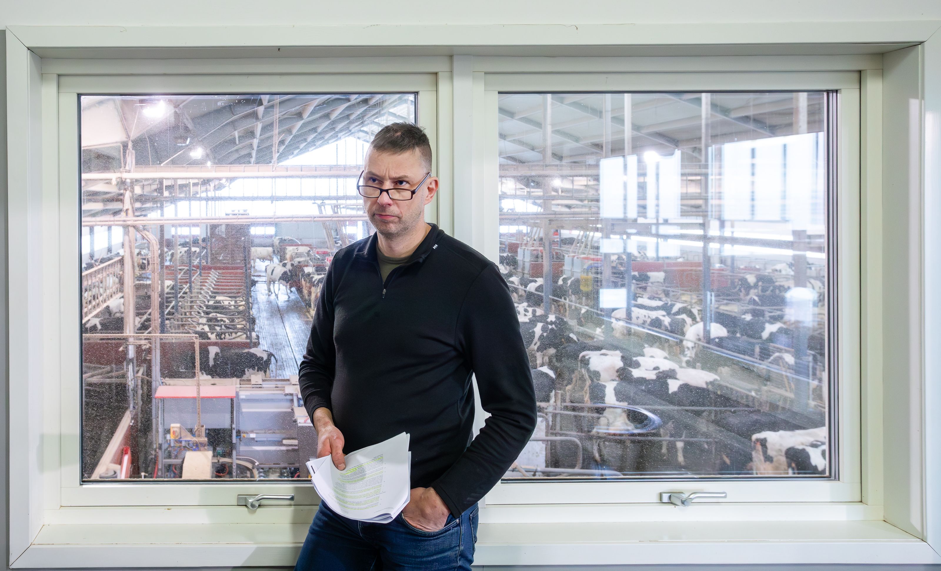 Person med papper står vid fönster och ser ut över en ladugård med kor